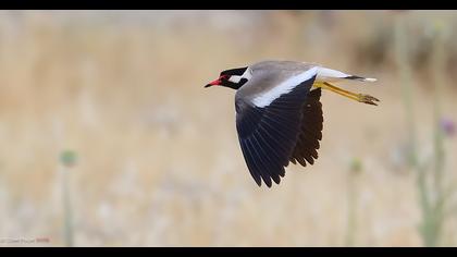 Red-wattled Lapwing