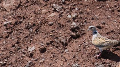 European Turtle Dove