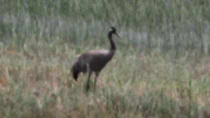 Common Crane