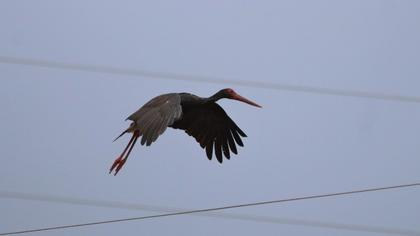 Black Stork