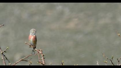 Common Linnet