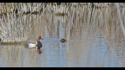 Red-crested Pochard