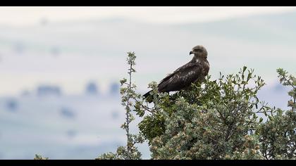 Black Kite