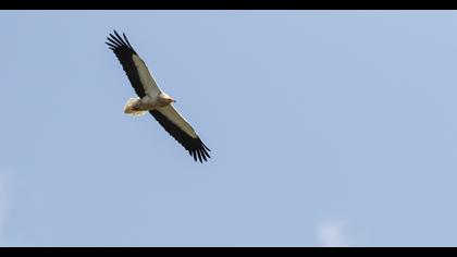 Egyptian Vulture