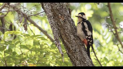 Syrian Woodpecker