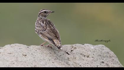 Woodlark