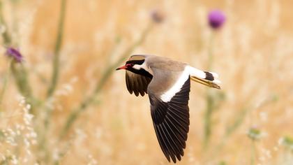 Red-wattled Lapwing