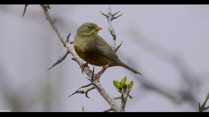 Ortolan Bunting