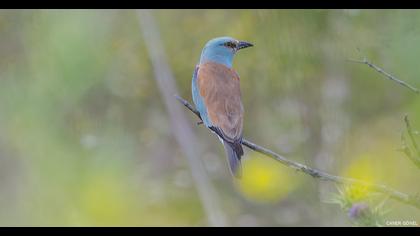 European Roller