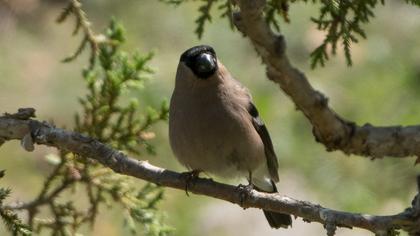 Eurasian Bullfinch