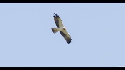 Booted Eagle