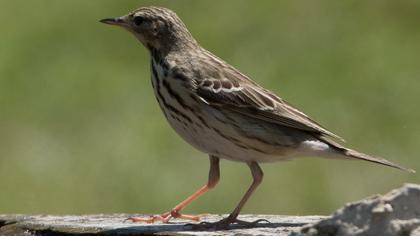Tree Pipit