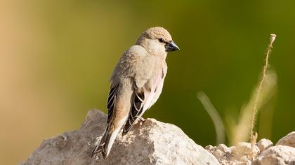 Desert Finch