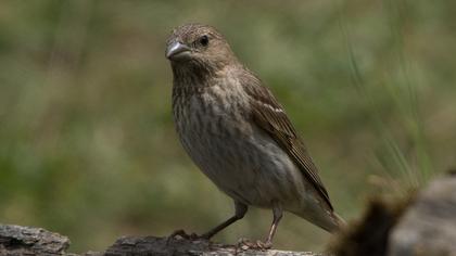 Common Rosefinch