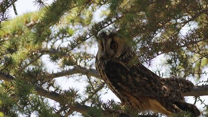 Long-eared Owl