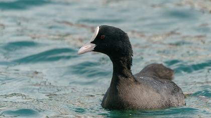 Eurasian Coot