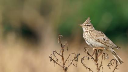 Crested Lark