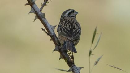 Rock Bunting