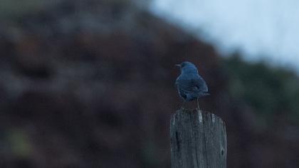 Blue Rock Thrush