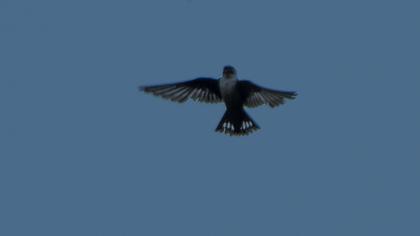 Eurasian Crag Martin