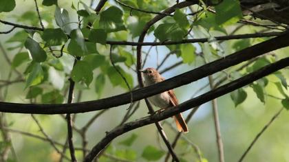 Thrush Nightingale
