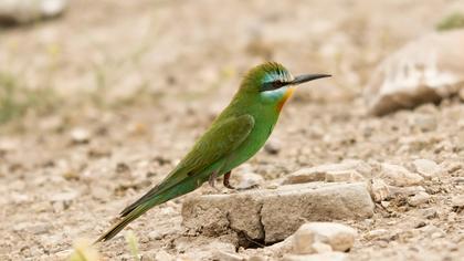 Blue-cheeked Bee-eater