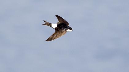 Common House Martin