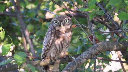 Little Owl