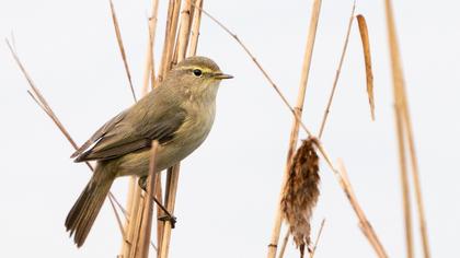 Common Chiffchaff
