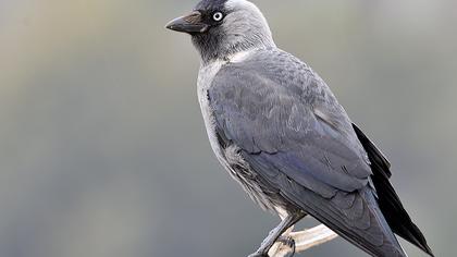 Western Jackdaw