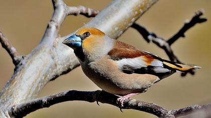 Hawfinch