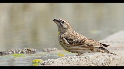 Rock Sparrow