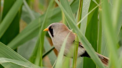 Bearded Reedling