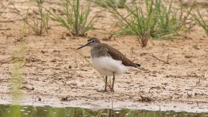 Green Sandpiper