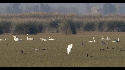 Tundra Swan
