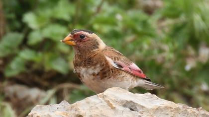 Eurasian Crimson-winged Finch