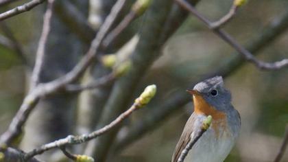 Red-breasted Flycatcher