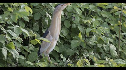 Little Bittern