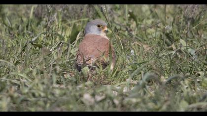 Lesser Kestrel