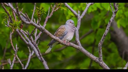 European Turtle Dove