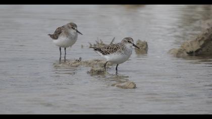 Little Stint