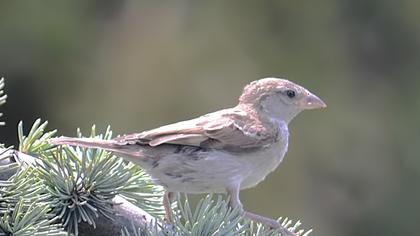 House Sparrow