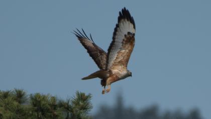 Long-legged Buzzard