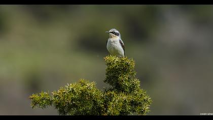 Northern Wheatear