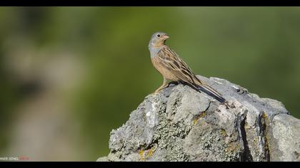 Cretzschmar`s Bunting