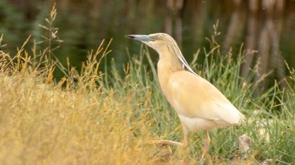Squacco Heron