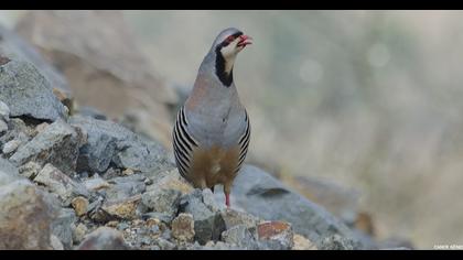 Chukar Partridge