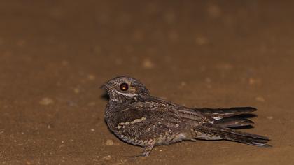 European Nightjar