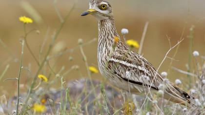 Eurasian Stone-curlew