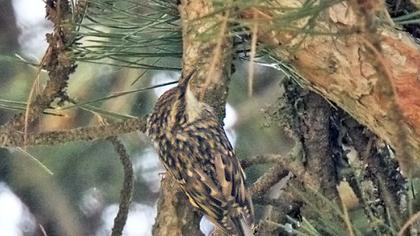 Short-toed Treecreeper